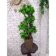 Бонсай декоративний самшитовий 108