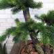 Бонсай штучний 106 декоративне дерево сосна
