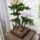 Бонсай искусственный 106 декоративное дерево сосна