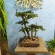 Бонсай искусственный 106 декоративное дерево сосна