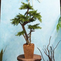 Декоративное дерево 101 бонсай сосна