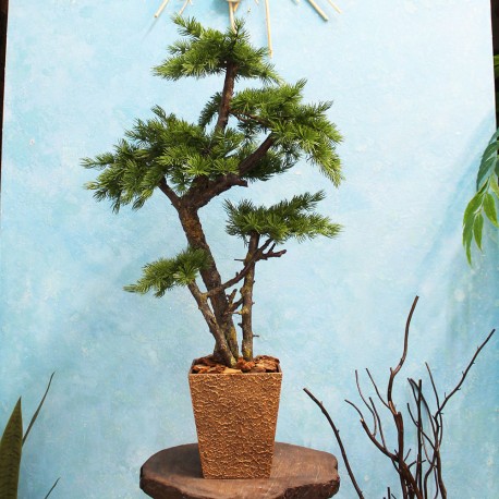 Декоративне дерево 101 бонсай сосна