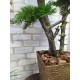 Декоративне дерево 101 бонсай сосна