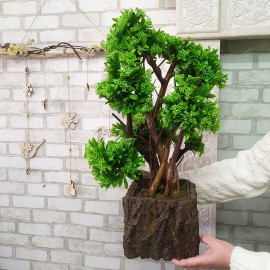 Декоративне дерево 99 Бонсай самшит із зеленими ягодами