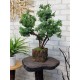 Бонсай штучний 103 дерево самшит