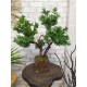 Бонсай искусственный 103 дерево самшит