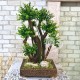 Бонсай 19 настольное декоративное самшитовое дерево