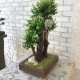 Бонсай 19 настольное декоративное самшитовое дерево