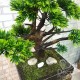 Бонсай 21 искусственный самшит