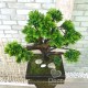 Бонсай 21 штучний самшит купити на подарунок