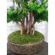 Бонсай штучний Самшит 122