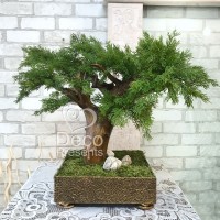 Декоративне дерево 18 бонсай туя