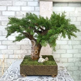 Декоративное дерево 18 бонсай туя