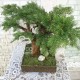 Декоративне дерево 18 бонсай туя
