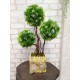 Дерево бонсай 111 с тремя шарами самшита