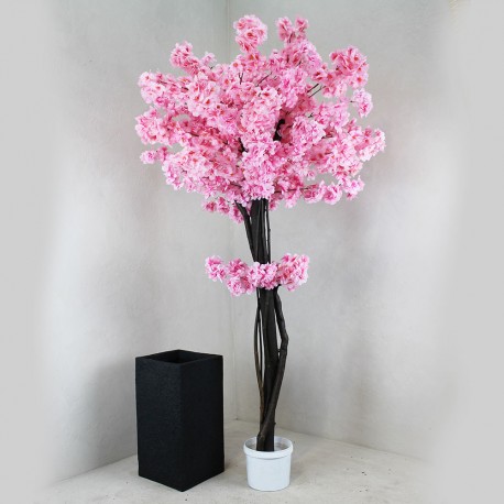 Сакура рожева декоративне дерево заввишки 165 см