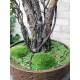Декоративный бонсай 92 с листьями лавра и  искусственным мхом