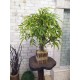 Штучне дерево 135 бонсай Іва у кашпо