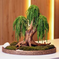 Декоративний бонсай 212 дерево із стабілізованого зеленого амаранту