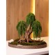 Декоративний бонсай 212 дерево із стабілізованого зеленого амаранту