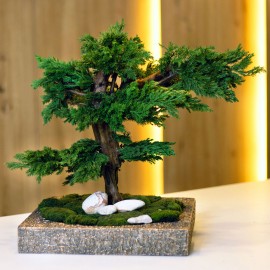 Бонсай хвойный 211 из стабилизированного можжевельника