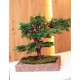 Бонсай хвойный 211 из стабилизированного можжевельника