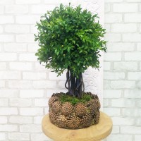 Бонсай 154 штучне настільне дерево самшит