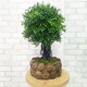 Бонсай 154 штучне настільне дерево самшит