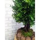 Бонсай 154 искусственное настольное  дерево самшит