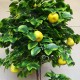 Груша штучне дерево з плодами