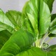 Растение искусственное Филодендрон в вазоне