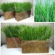 Трава декоративна в горщику 50 см