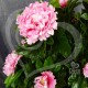 Куст растение цветочное Пионы 100 см