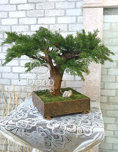 Декоративное дерево 18 бонсай туя