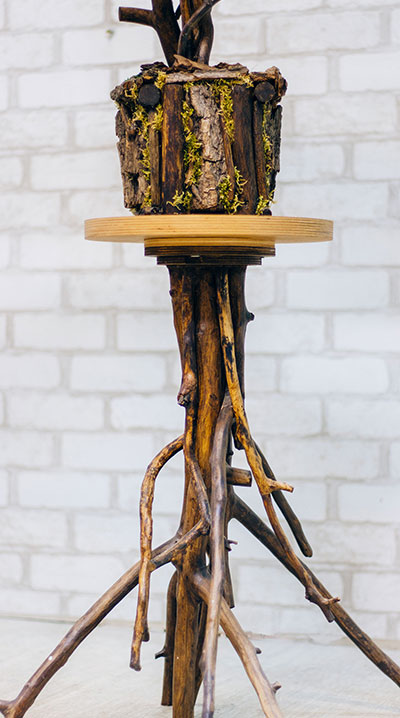 Декоративное дерево бонсай Кедр №161