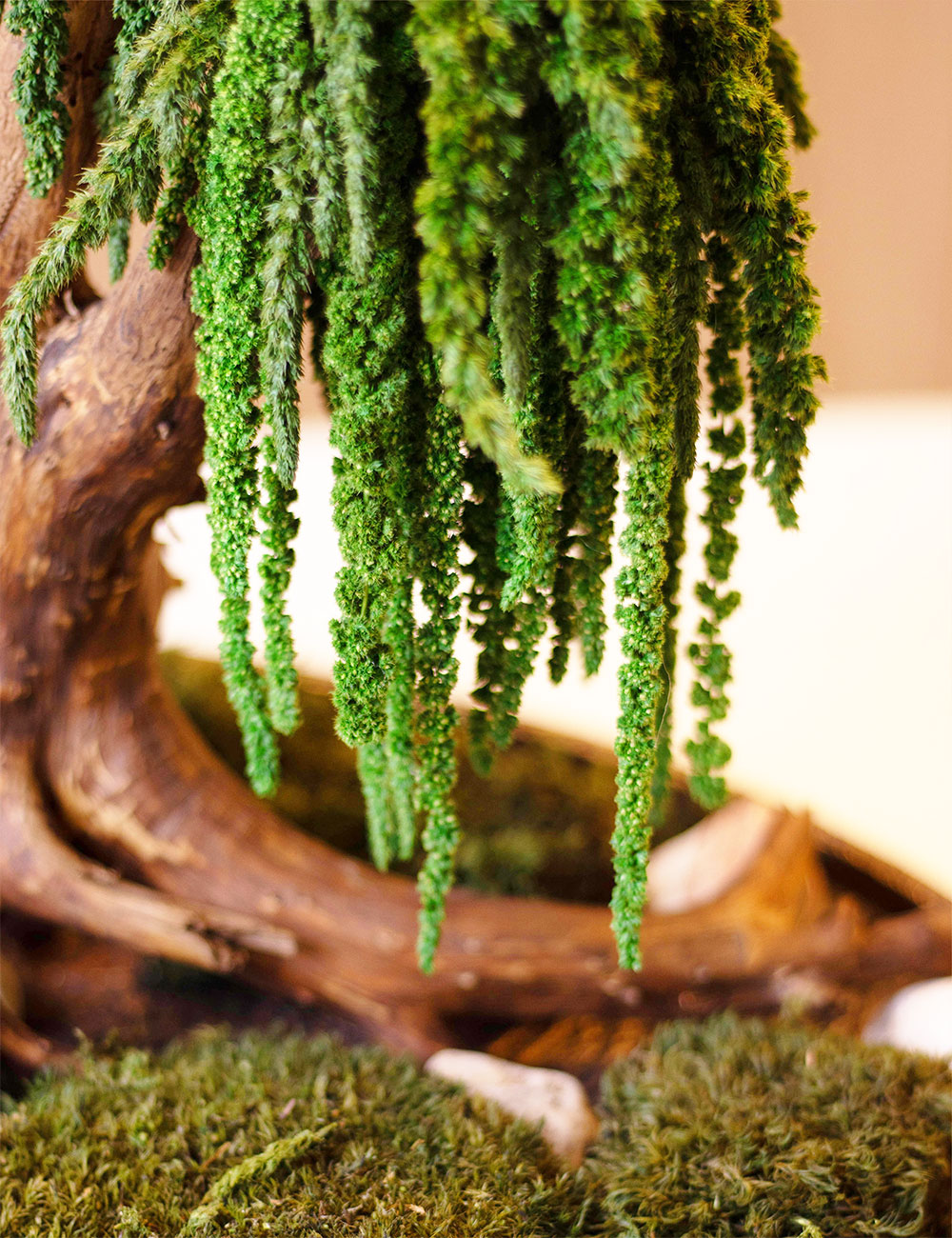 Декоративний бонсай 212 дерево із стабілізованого зеленого амаранту