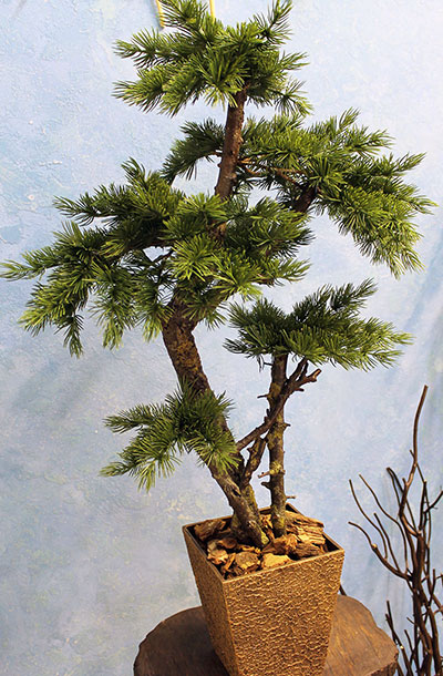 Декоративное дерево 101 бонсай сосна