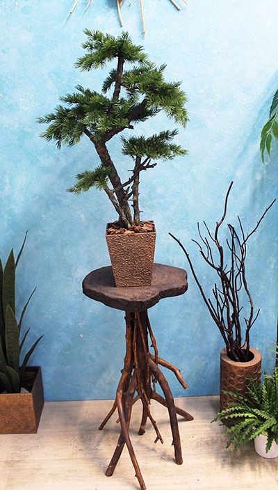 Декоративное дерево 101 бонсай сосна