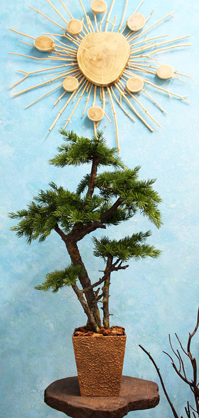 Декоративное дерево 101 бонсай сосна