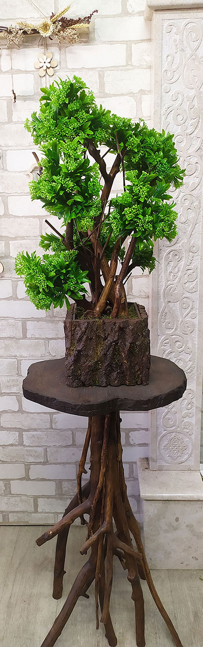 Декоративное дерево 99 Бонсай самшит c зелеными ягодами