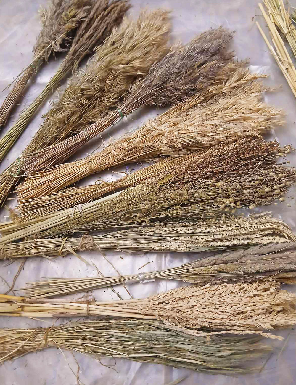 Колоски польових трав натуральні сухі для декору