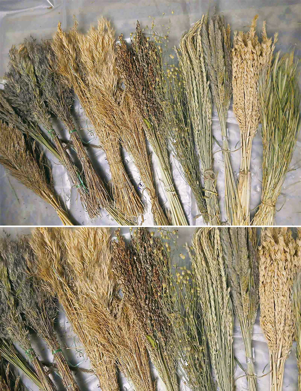 Колоски польових трав натуральні сухі для декору