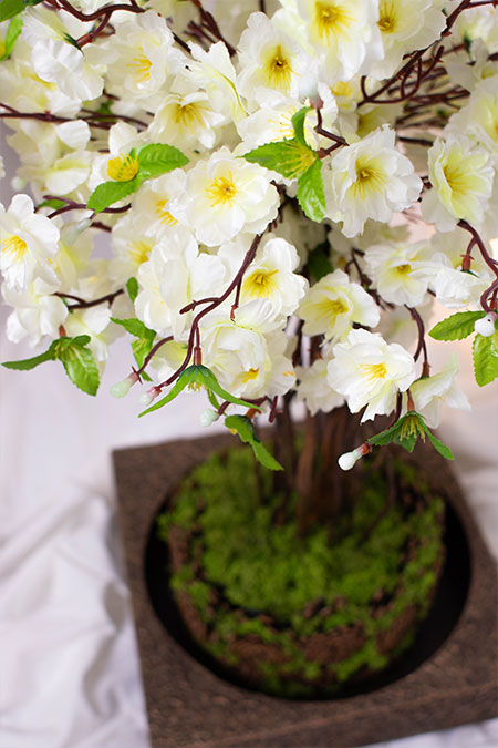 Белая сакура 74 дерево в вазоне со стабилизированным мхом